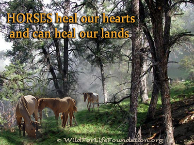 Heal Our Lands